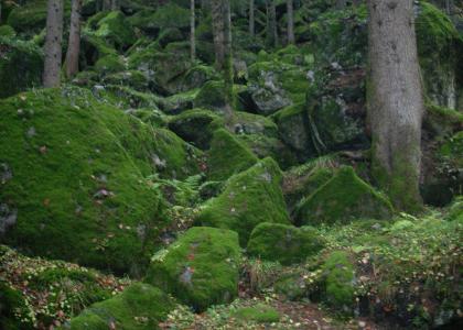 Foresta di sassi Bagni di Masino